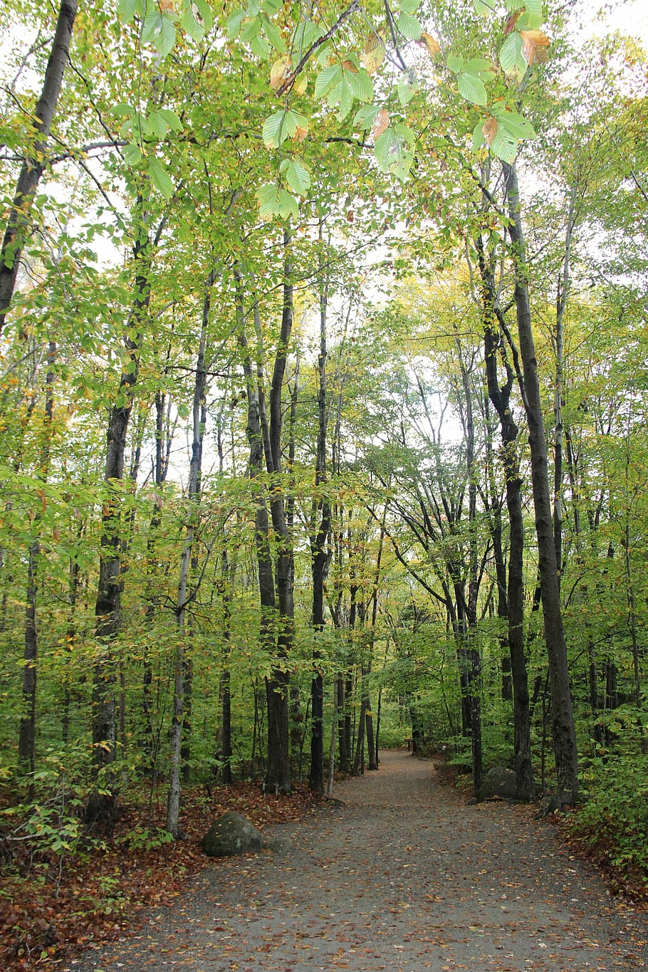 path, trees, nature, autumn, outdoors, forest, plant, land HD wallpaper