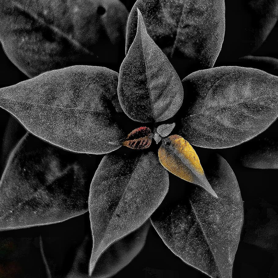 leaf, nature, flora, flower, color, garden, closeup, close-up HD wallpaper