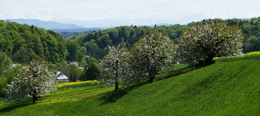 landscape, nature, reported, spring, trees, flowers, plant HD wallpaper