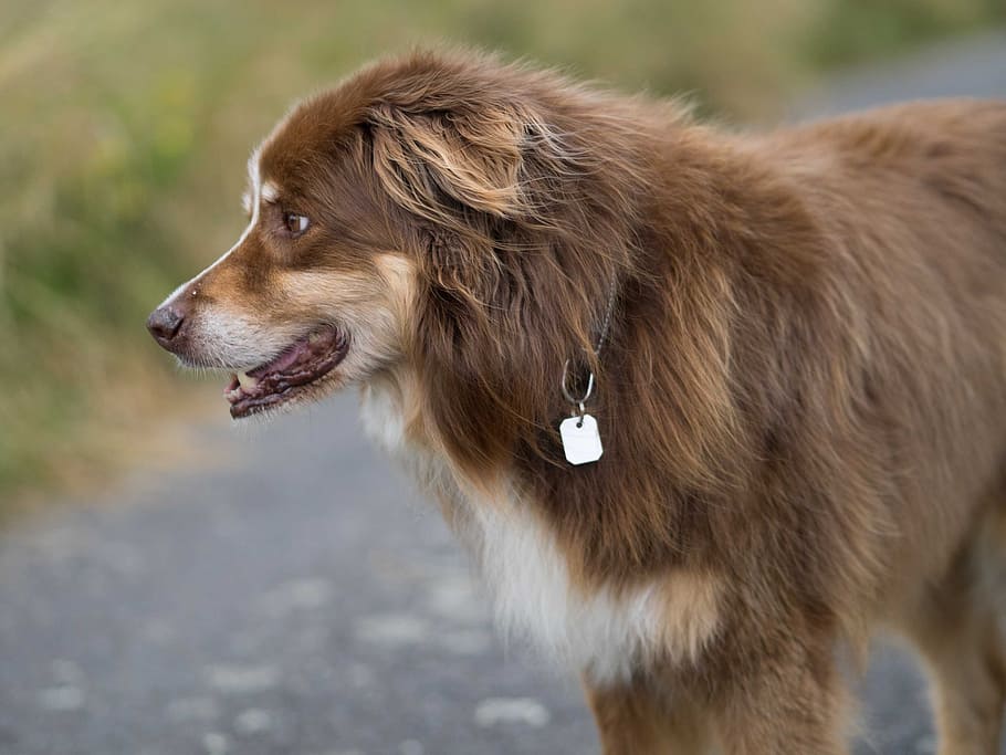 Herding Dog, Shepherd, side view, profile view, one animal HD wallpaper