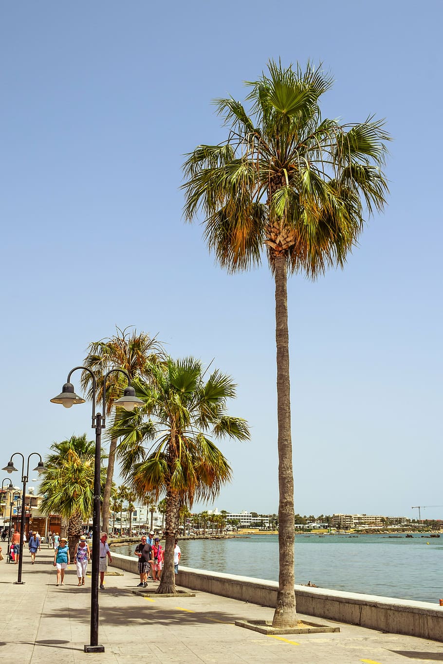 promenade, harbor, palm trees, tourism, paphos, cyprus, tropical climate, HD wallpaper