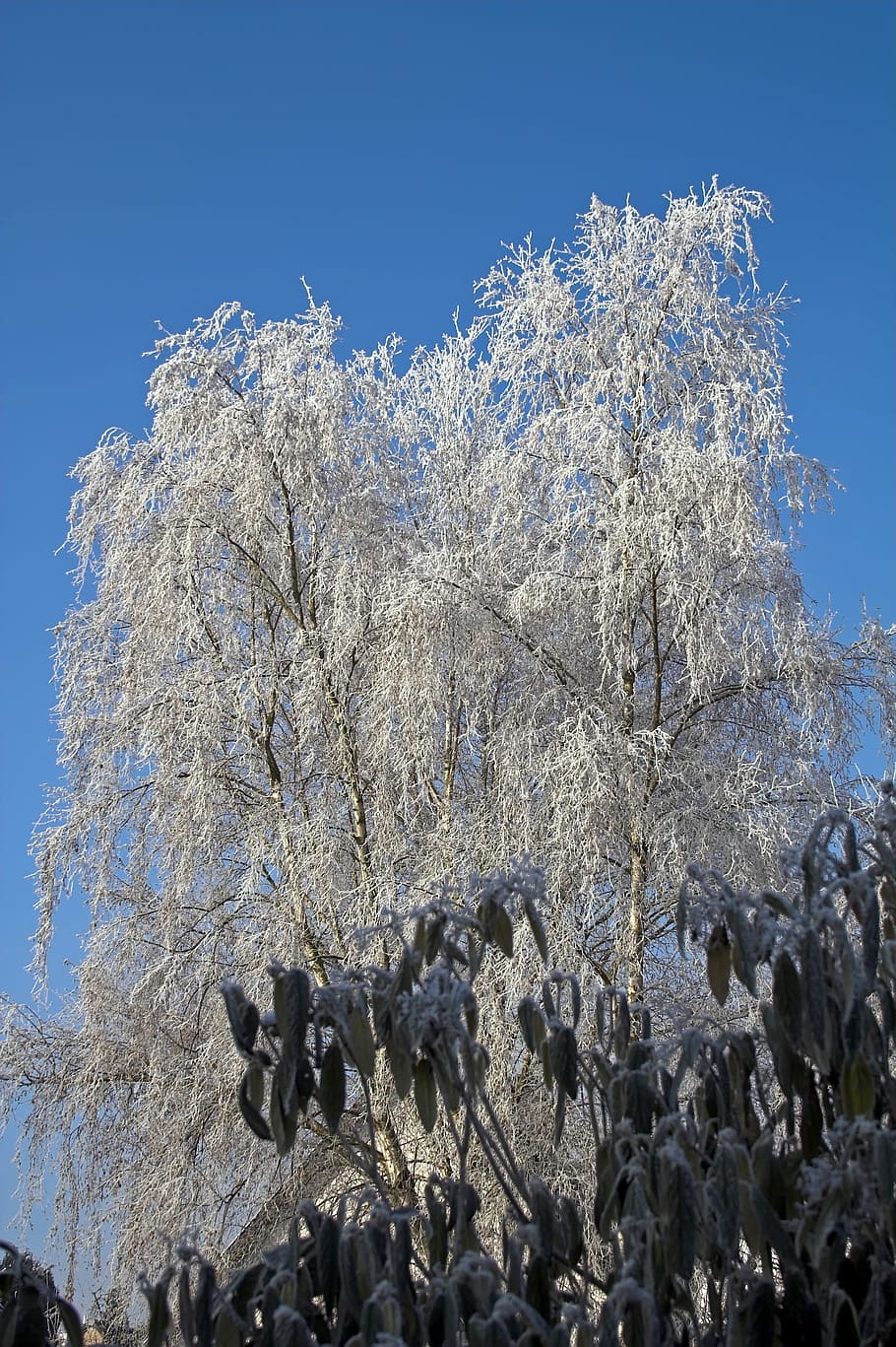 Frost, Tree, Nature, Cold, Icy, hoarfrost, winter, ice, cold temperature HD wallpaper