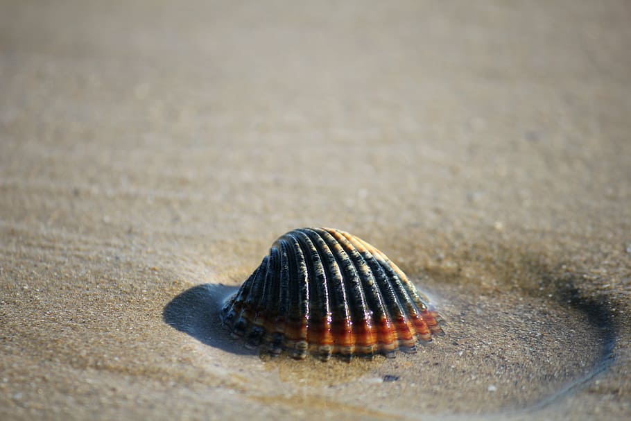 black and orange seashell on gray sands, shells, summer, bivalve HD wallpaper