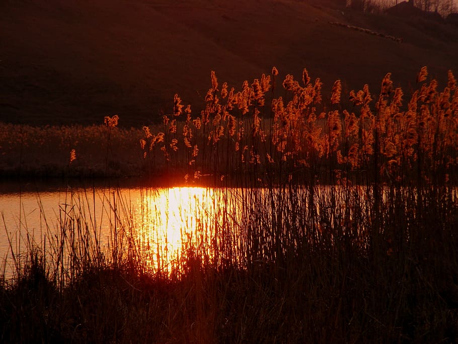 photo of grass during golden hour, sunset, lake, cane, reflection HD wallpaper