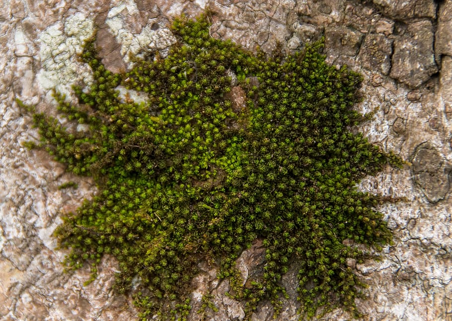 moss, green, tree, delicate, feathery, bark, australia, plant HD wallpaper