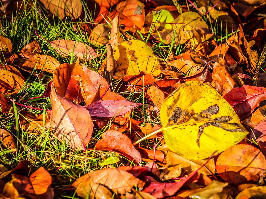 Autumn, Fall, Red, Leaves, Tree, Forest, foliage, nature, season HD wallpaper