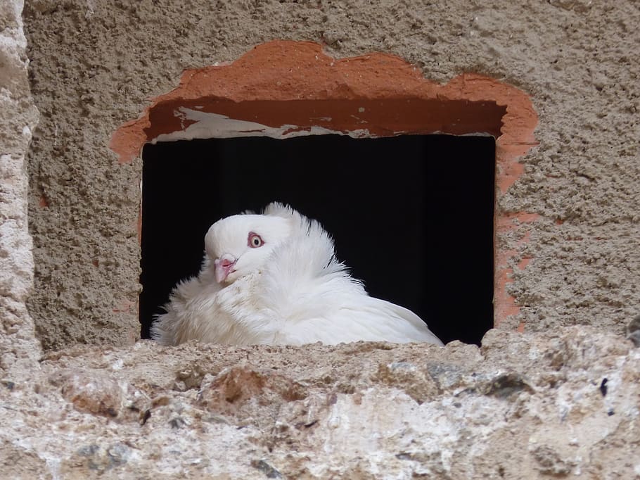 white dove, window, pride, observe, animal, animal themes, one animal HD wallpaper