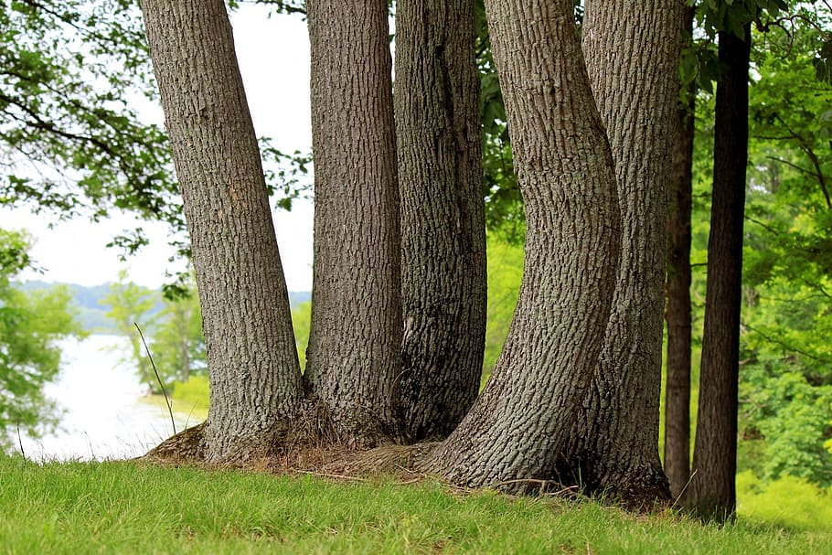 trees, grove, cluster, woods, lake, lake shore, peaceful, scenic HD wallpaper