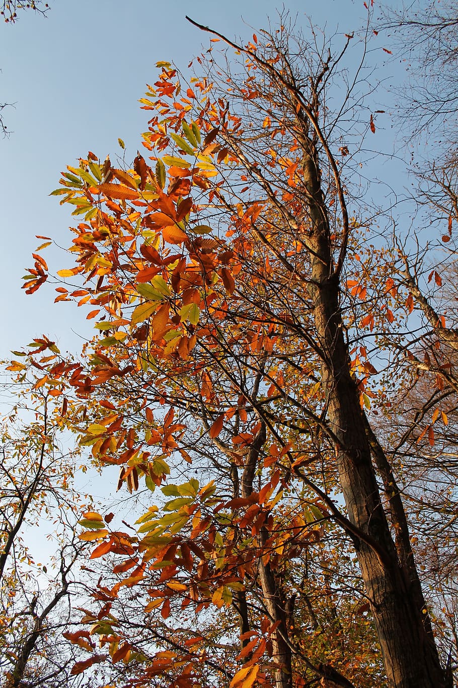 chestnut, tree, forest, autumn, plant, autumn colors, branch HD wallpaper