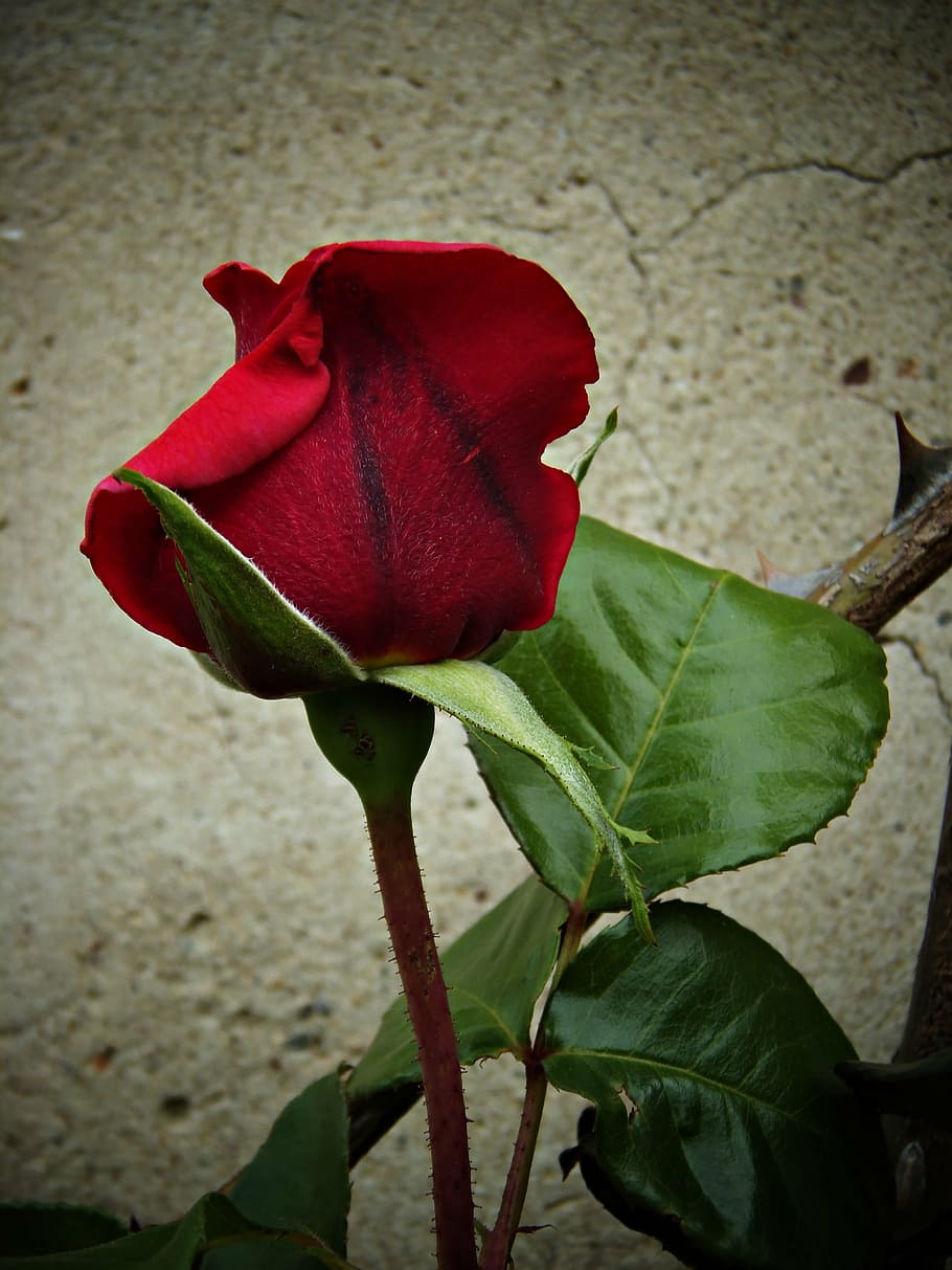 Цветы розы бархатные красные