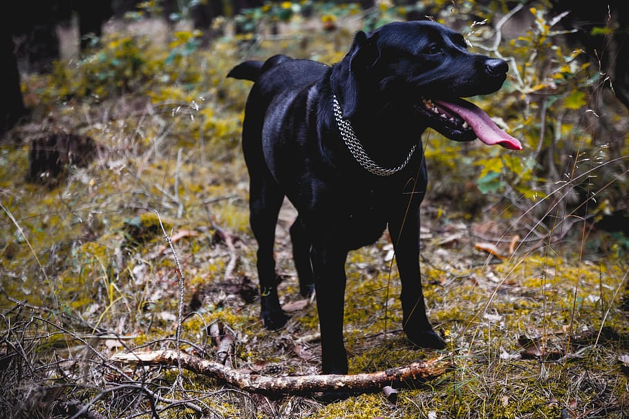 dog, labrador, black, animal, pet, cute, domestic, puppy, happy HD wallpaper