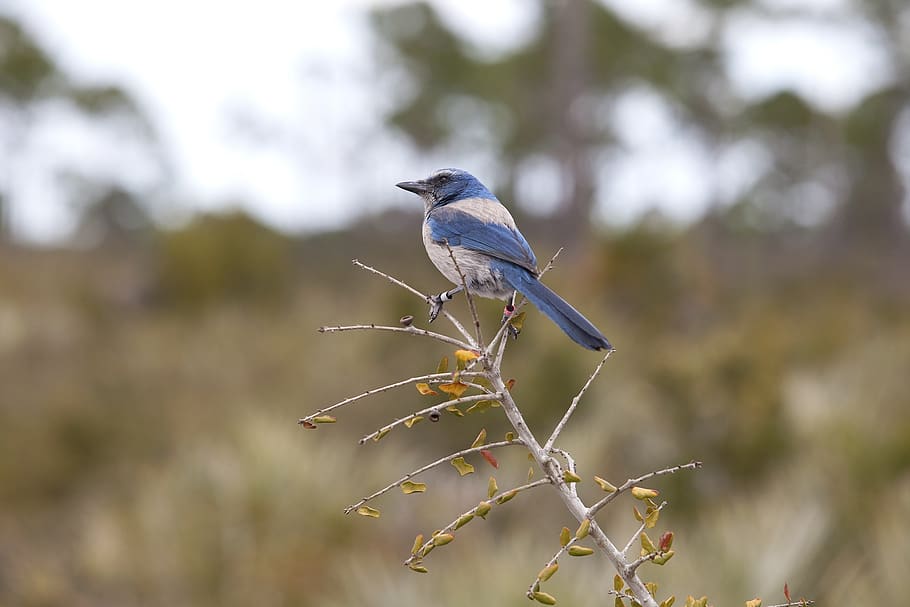 Scrub jay 1080P, 2K, 4K, 5K HD wallpapers free download | Wallpaper Flare