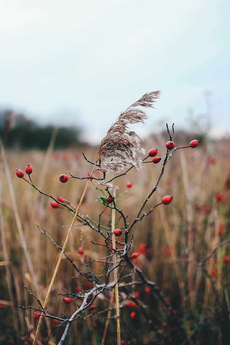 red berry, weeds, wild, plant, field, poisonous, outdoors, nature HD wallpaper
