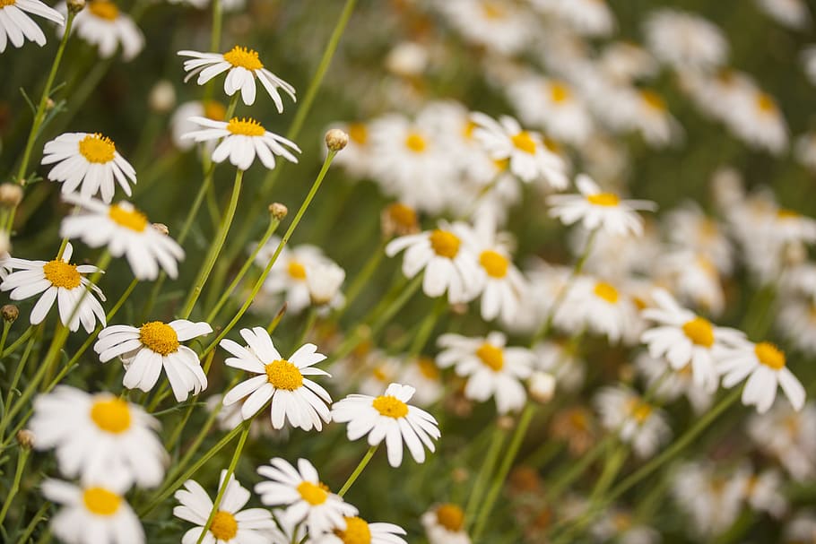 HD wallpaper: Daisy, Flower, Spring, Beautiful, Aqil, yellow, garden ...