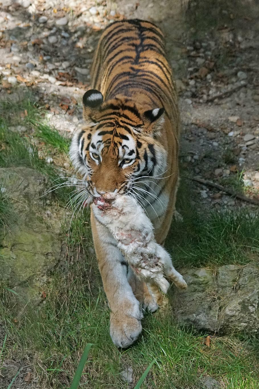 tiger, amurtiger, predator, cat, carnivores, siberian, dangerous HD wallpaper
