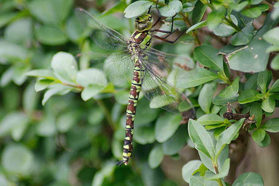 dragonfly, dragon fly, graceful, insect, animals, nature, leaf HD wallpaper