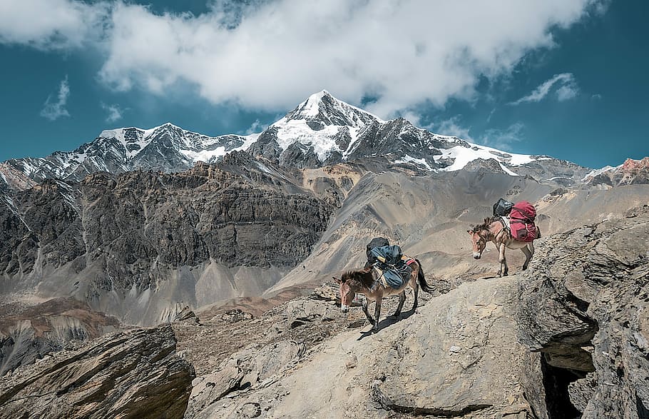 two donkeys walking on rock mountain carrying bags under cloudy sky, two horses carrying bags on hills, HD wallpaper