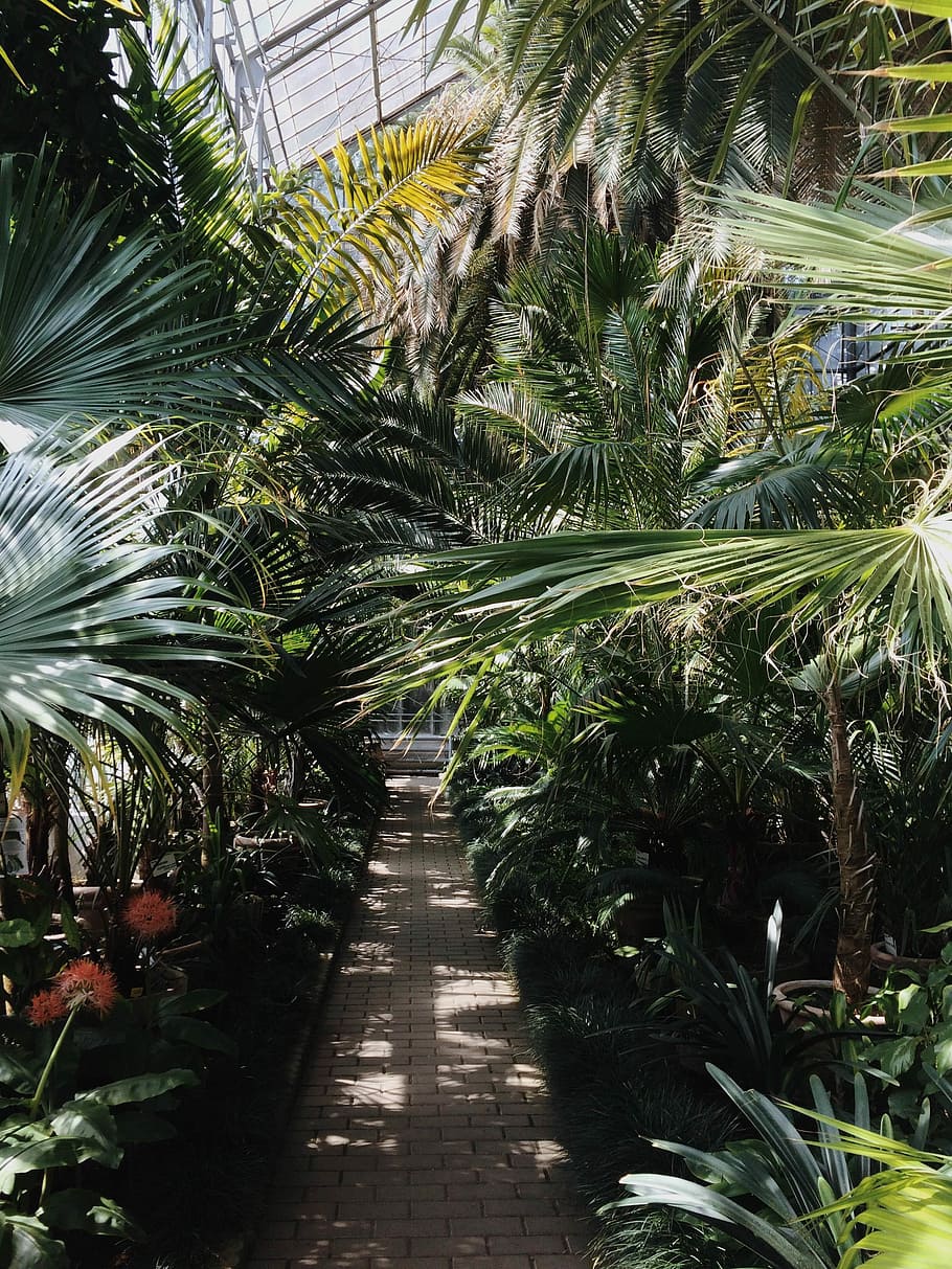 garden pathway, gray brick pathway surrounded by green leafed plants inside of greenhouse during daytime HD wallpaper