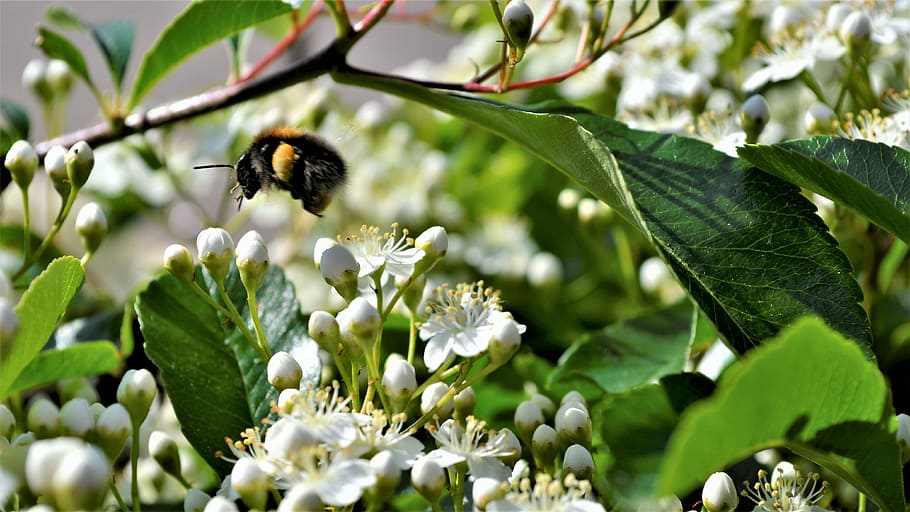 bumblebee, bloom, bug, garden, flower, insects, pollen, fly HD wallpaper