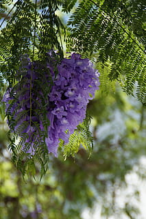 Jacaranda, Flower, Tree, Bloom, flower tree, flowers, tropical HD wallpaper