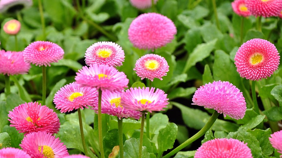 daisy, spring, nature, field, flowering plant, freshness, beauty in nature HD wallpaper