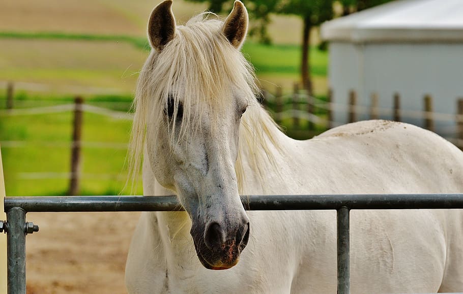 white horse near metal fence, coupling, stallion, eat, paddock