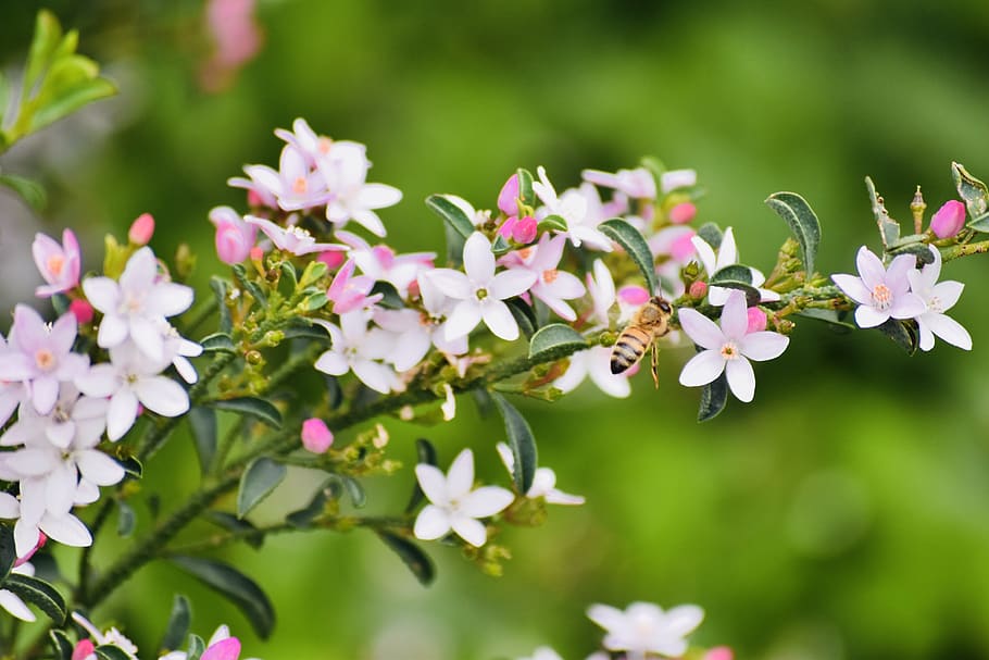 flowers, bee, spring, pollen, fauna, pink, flowering plant HD wallpaper