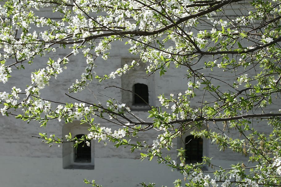 moscow, building, spring, tree, green leaves, branches, blossoms HD wallpaper