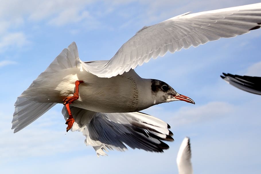 seagull, bird, fly, dom, sky, lake, feather, wing, spring dress HD wallpaper