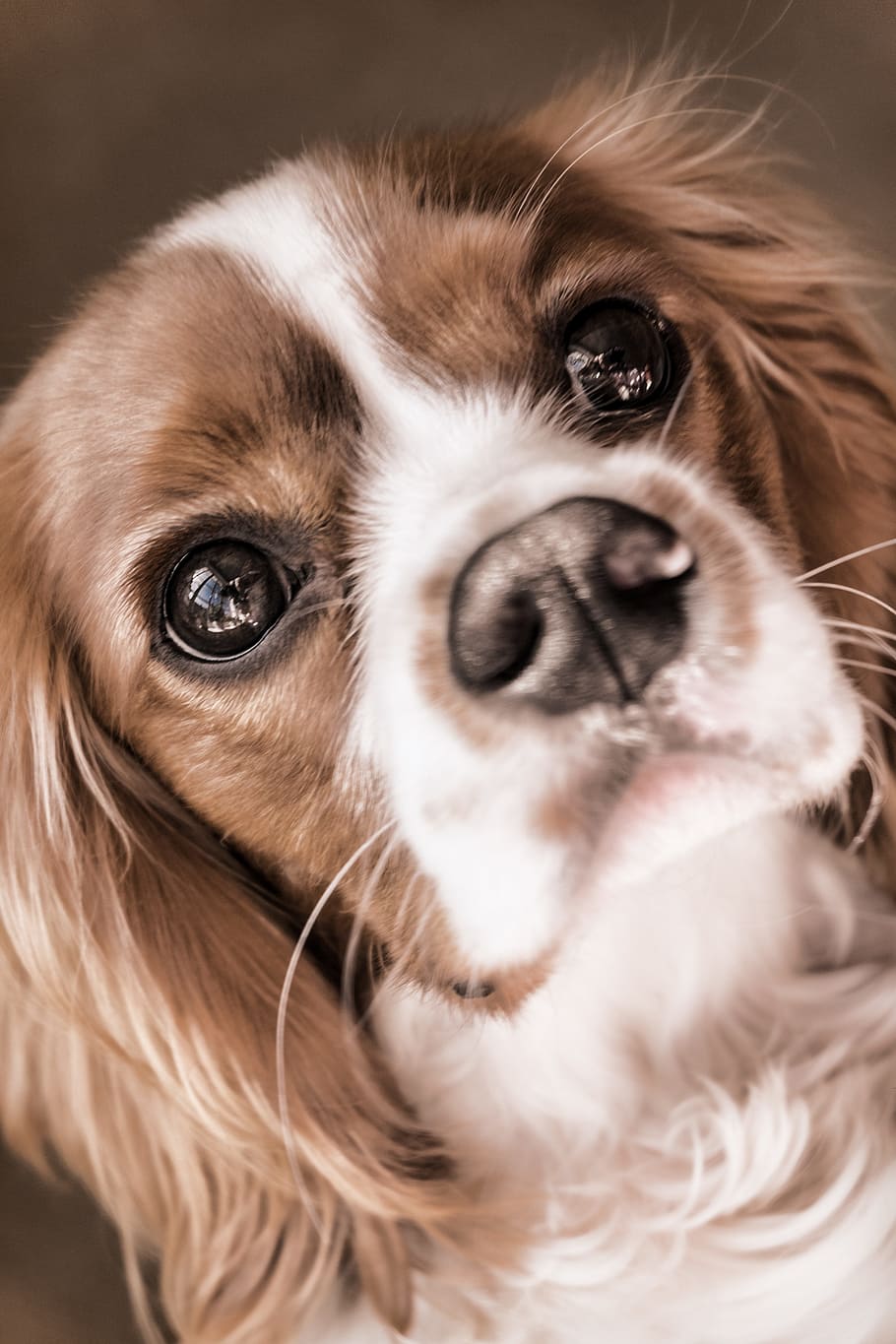 close up photography of cavalier King Charles spaniel, dog HD wallpaper