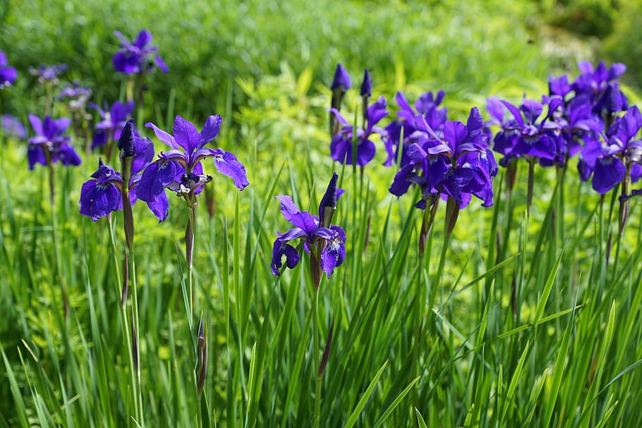 purple flowers, iris, blossom, bloom, nature, garden, plant HD wallpaper