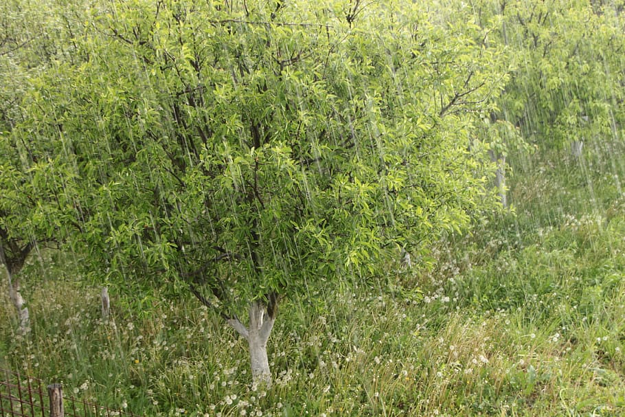 Hail, Raindrops, Rainfall, Storm, Water, summer, one animal HD wallpaper
