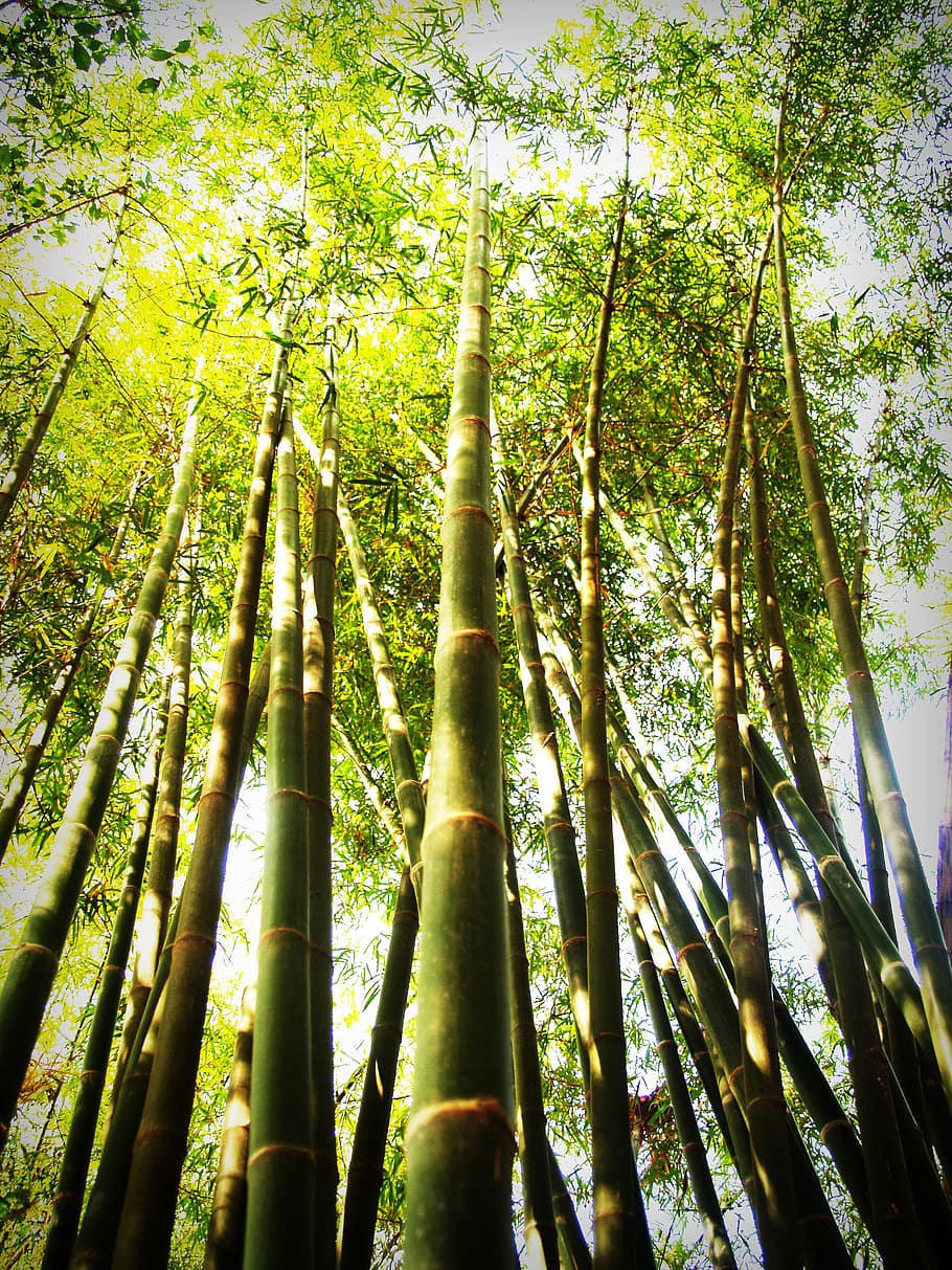 landscape, sky, plant, leaves, bamboo, bright, colors, daylight HD wallpaper