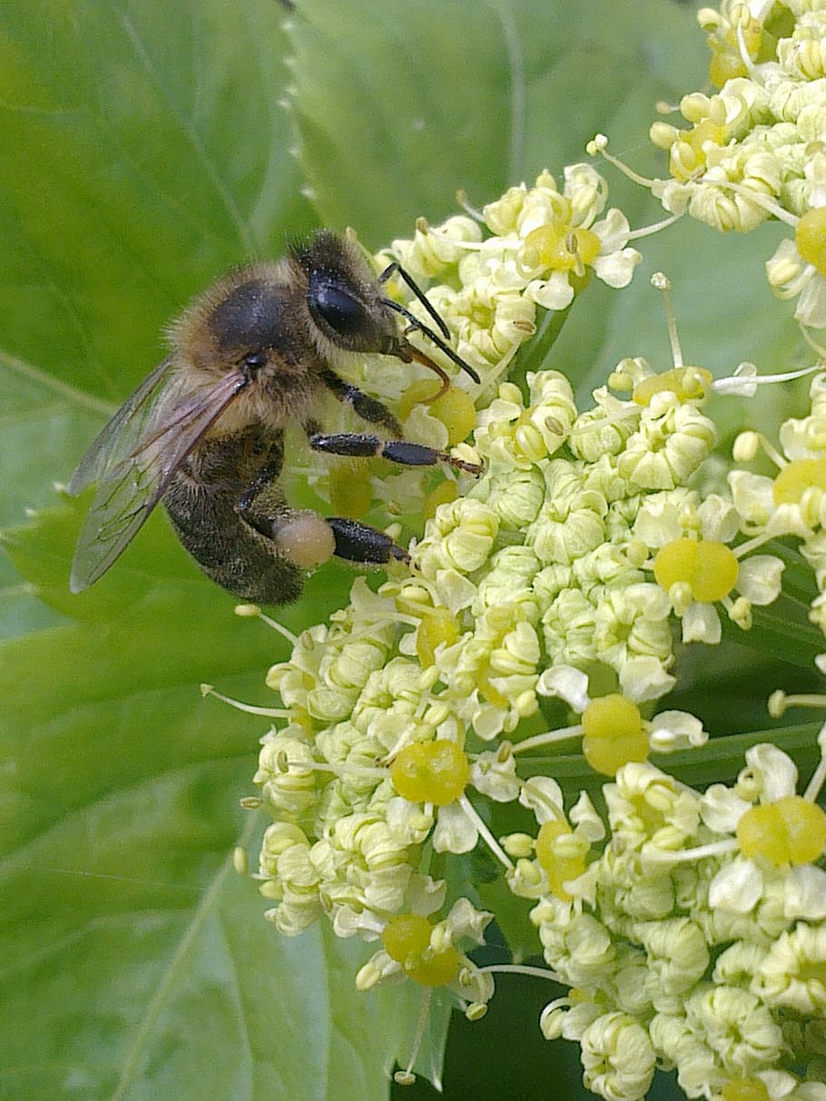 bee, insects, animals, flower, flowering plant, animal themes HD wallpaper