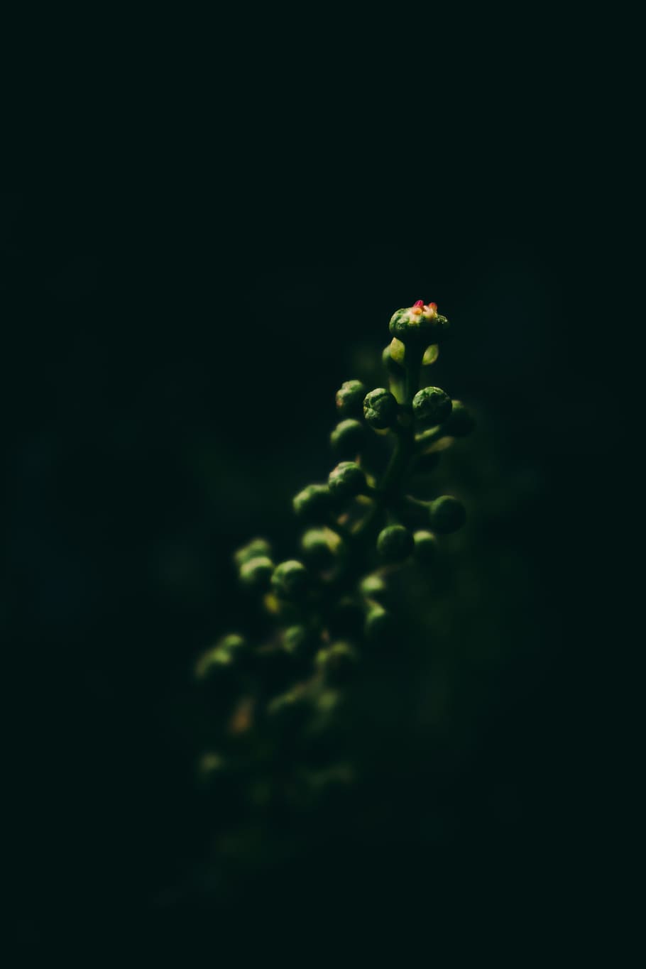 green plant selective focus photography, macro photography of green plant HD wallpaper