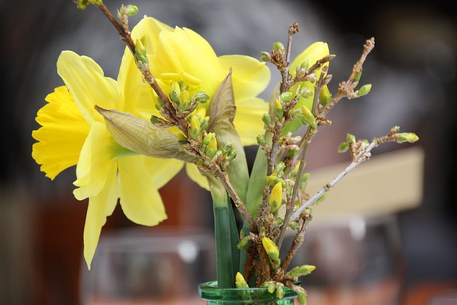easter, daffodil, bouquet, gantry, flower, flowering plant HD wallpaper