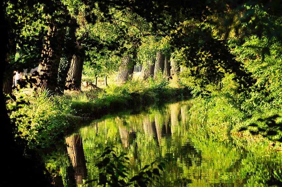 nature, forests, trees, plants, bushes, water, lake, stream HD wallpaper