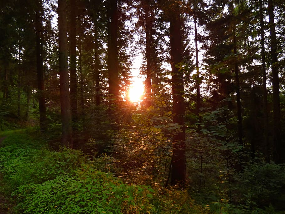 forest, trees, light beam, sunlight, nature, plant, land, growth HD wallpaper