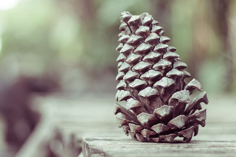 pinecone, conifer, reproduction, pollen, pine cone, focus on foreground HD wallpaper
