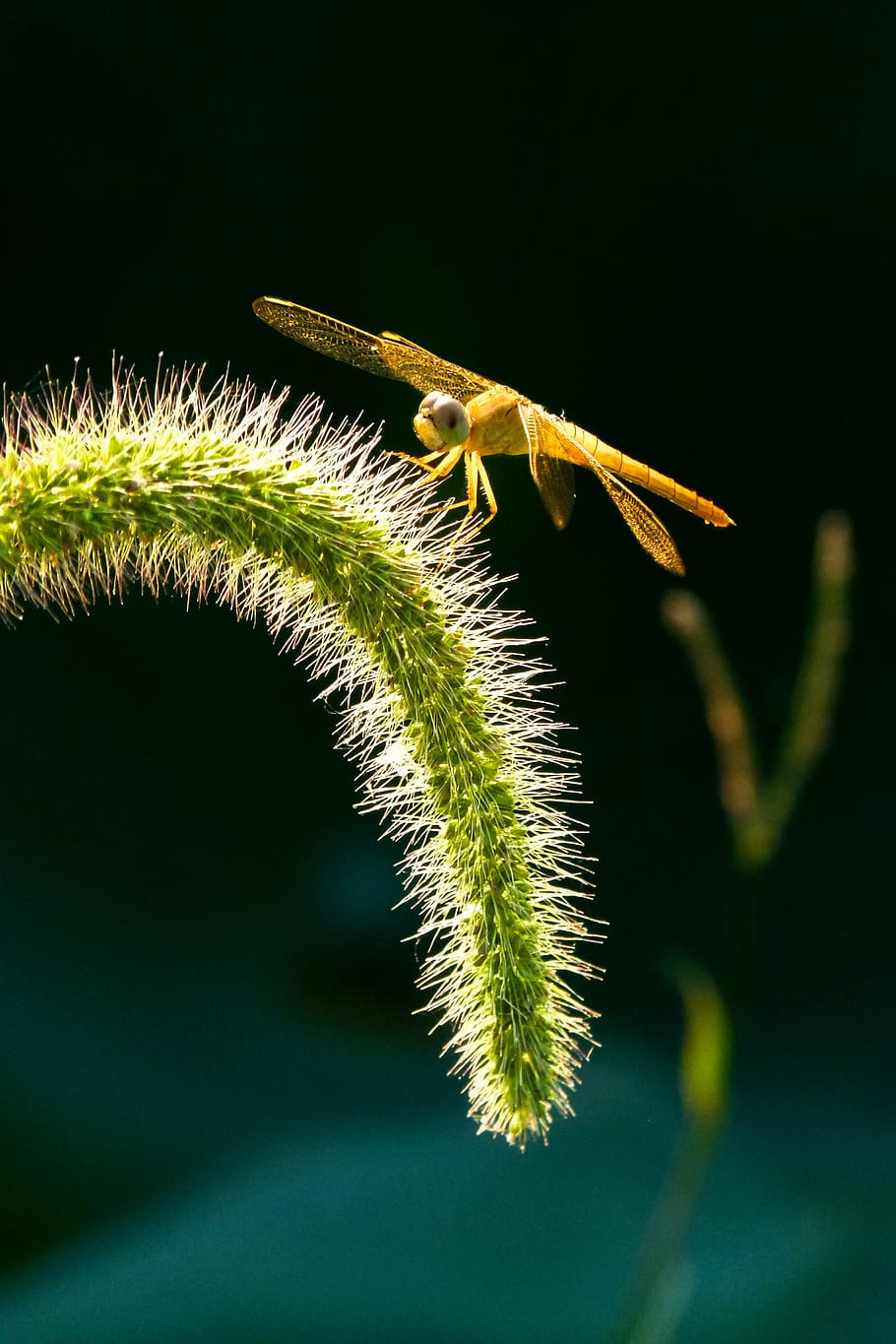 dragonfly, insect, setaria viridis, nature, macro, close-up HD wallpaper