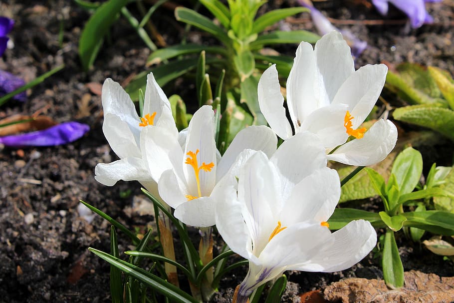 crocus, spring flowers, white, nature, plant, leaf, flowering plant HD wallpaper