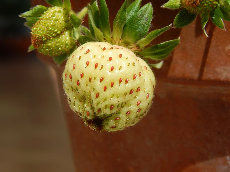 strawberry, fruit, nature, close-up, plant, no people, growth HD wallpaper