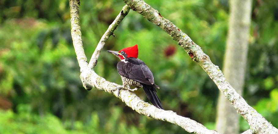 nature, ave, carpenter, bird, animal themes, animal wildlife HD wallpaper