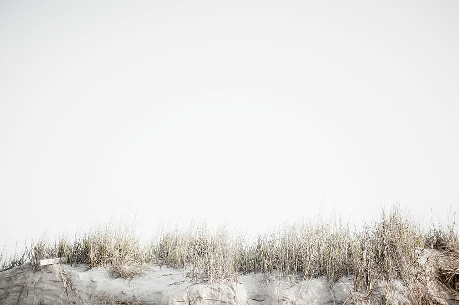 brown grass field with snowfield, beach, gray, pink, sand, sky HD wallpaper