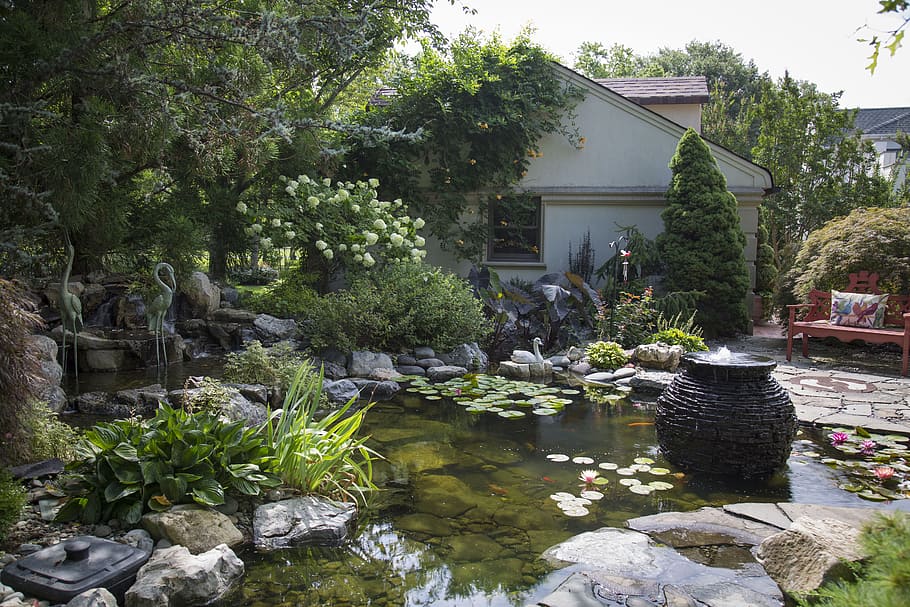 Koi Pond, Ponds, Water, Koi, Fish, garden, nature, graceful, HD wallpaper
