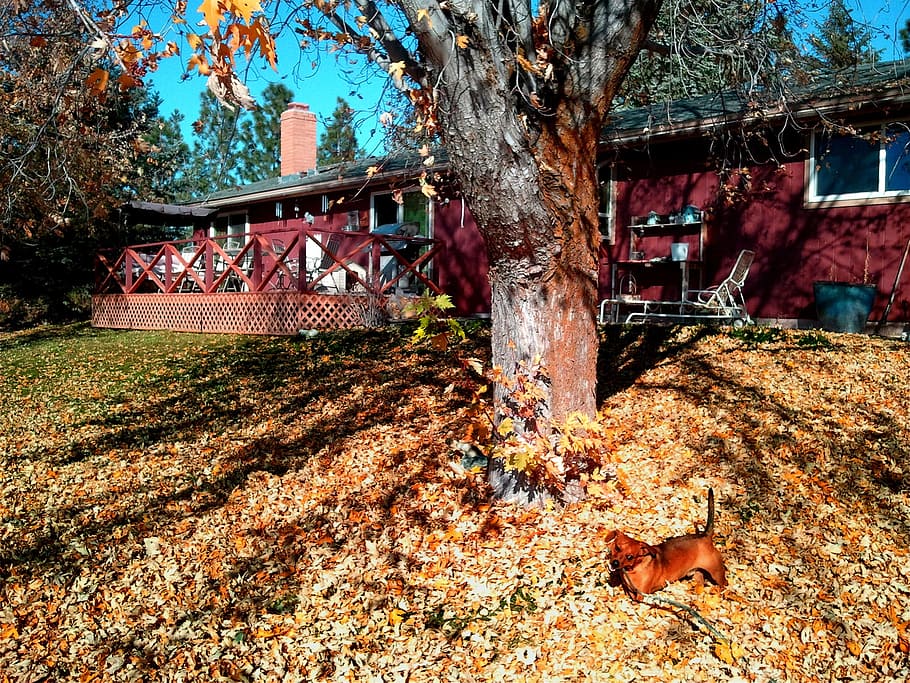 backyard, dachshund, fall, autumn, seasonal, outdoor, red, leaves HD wallpaper