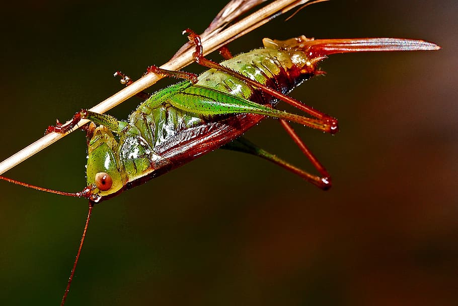 selective focus photo of red and green grasshopper perching on stem of plant HD wallpaper