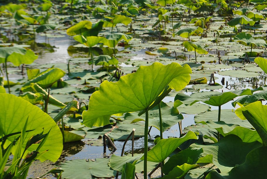 lotus leaf, pond, greenness, nature, republic of korea, yangpyeong