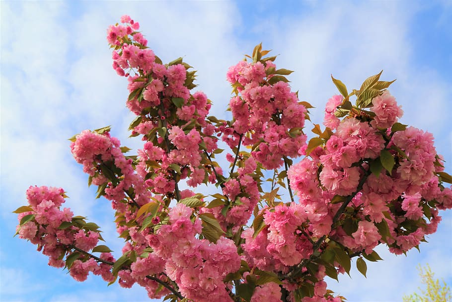 flower, branch, tree, plant, blooming, nature, pink color, flowering plant HD wallpaper