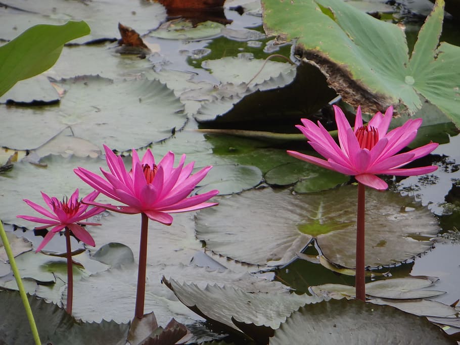 Lotus, Flower, Pond, Plant, Bloom, Flora, blooming, aquatic
